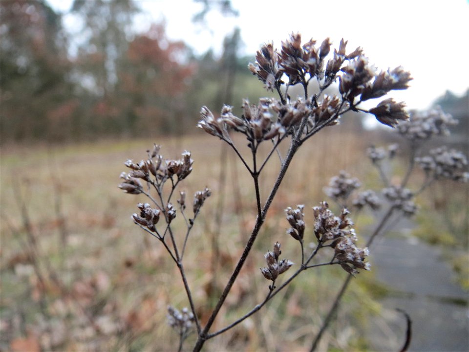 Oregano (Origanum vulgare) im Schwetzinger Hardt