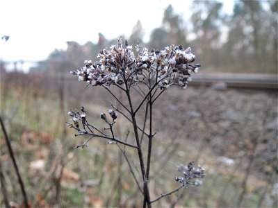 Oregano (Origanum vulgare) im Schwetzinger Hardt