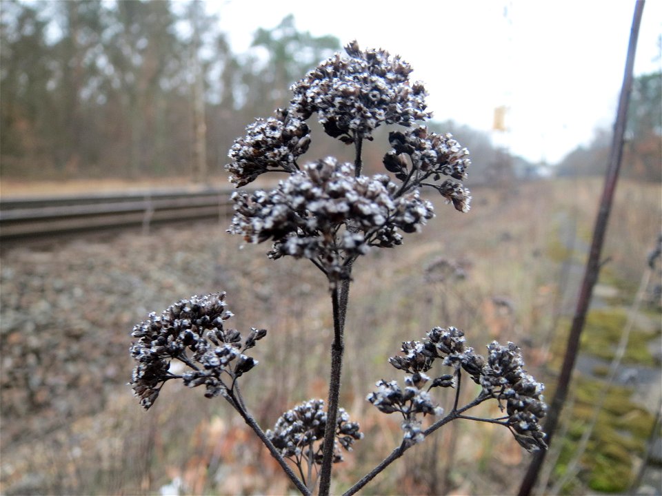 Oregano (Origanum vulgare) im Schwetzinger Hardt