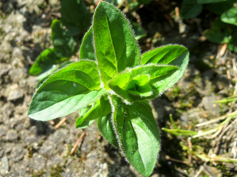 Oregano (Origanum vulgare) in Hockenheim