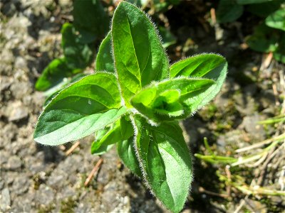 Oregano (Origanum vulgare) in Hockenheim