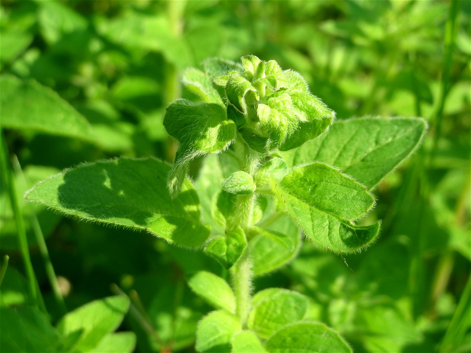 Oregano (Origanum vulgare) im Schwetzinger Hardt - an der Bahnstrecke Mannheim-Karlsruhe findet sich ein kleines Sandmagerrasen-Biotop mit typischer Binnendünen-Vegetation