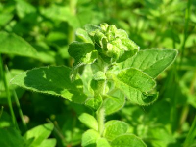 Oregano (Origanum vulgare) im Schwetzinger Hardt - an der Bahnstrecke Mannheim-Karlsruhe findet sich ein kleines Sandmagerrasen-Biotop mit typischer Binnendünen-Vegetation