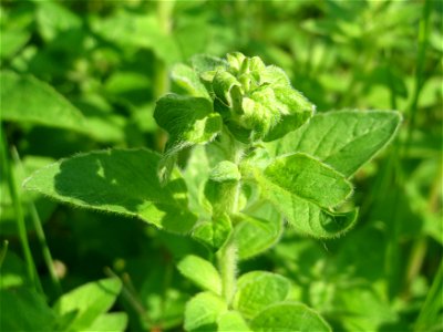 Oregano (Origanum vulgare) im Schwetzinger Hardt - an der Bahnstrecke Mannheim-Karlsruhe findet sich ein kleines Sandmagerrasen-Biotop mit typischer Binnendünen-Vegetation photo