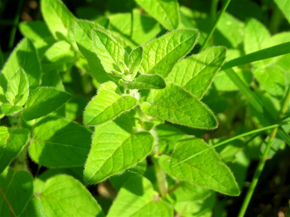Oregano (Origanum vulgare) im Schwetzinger Hardt - an der Bahnstrecke Mannheim-Karlsruhe findet sich ein kleines Sandmagerrasen-Biotop mit typischer Binnendünen-Vegetation