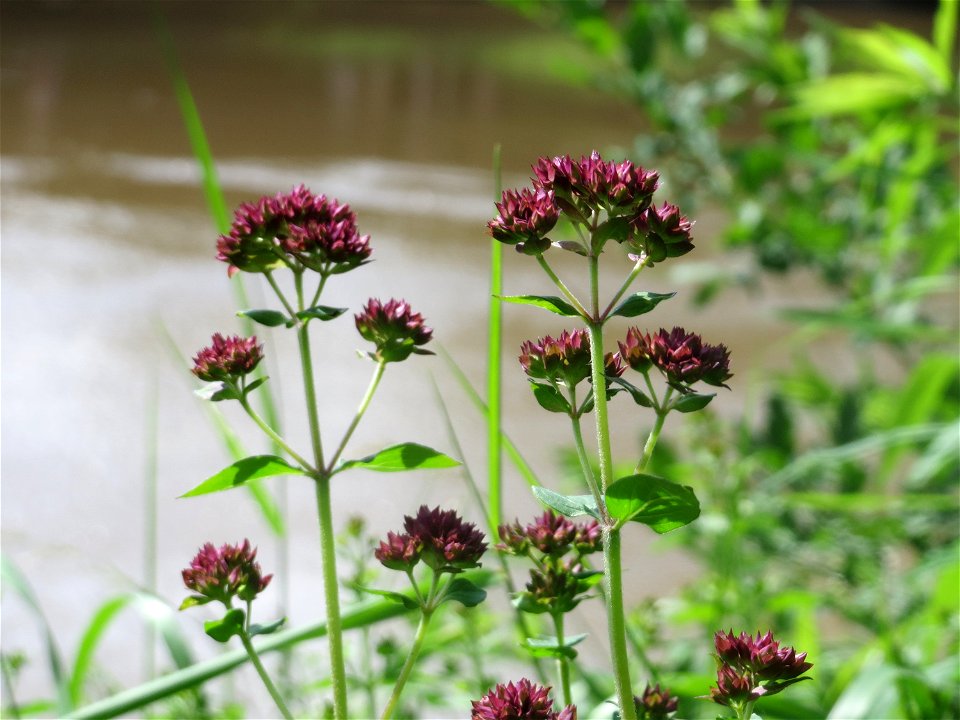 Oregano (Origanum vulgare) an der Saar in Saarbrücken