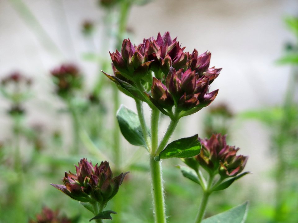 Oregano (Origanum vulgare) an der Saar in Saarbrücken