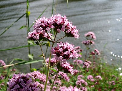 Oregano (Origanum vulgare) an der Saar in Saarbrücken