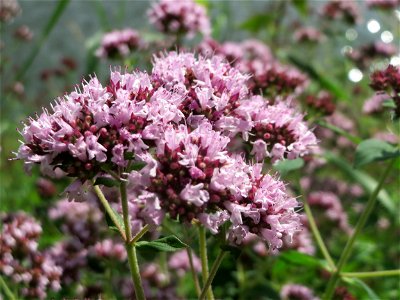 Oregano (Origanum vulgare) an der Saar in Saarbrücken