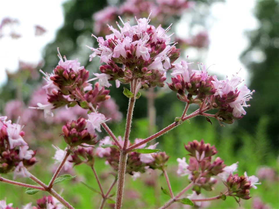 Oregano (Origanum vulgare) in der Schwetzinger Hardt