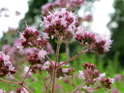 Oregano (Origanum vulgare) in der Schwetzinger Hardt