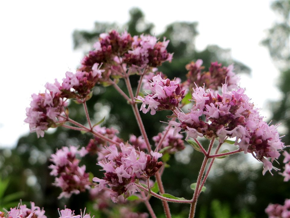 Oregano (Origanum vulgare) im Schwetzinger Hardt