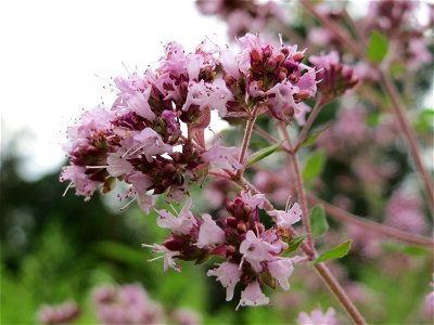 Oregano (Origanum vulgare) im Schwetzinger Hardt