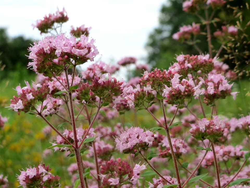 Oregano (Origanum vulgare) in der Schwetzinger Hardt