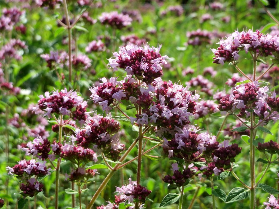 Oregano (Origanum vulgare) im Schwetzinger Hardt