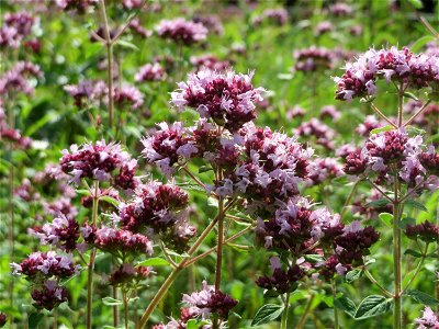 Oregano (Origanum vulgare) im Schwetzinger Hardt