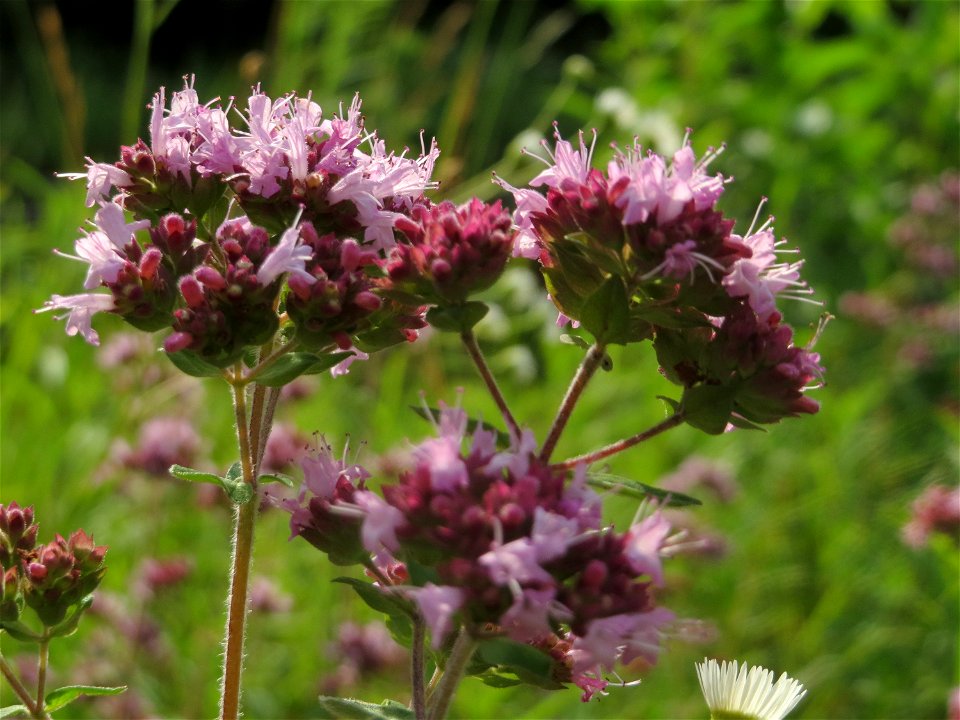 Oregano (Origanum vulgare) im Schwetzinger Hardt