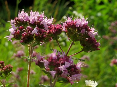 Oregano (Origanum vulgare) im Schwetzinger Hardt