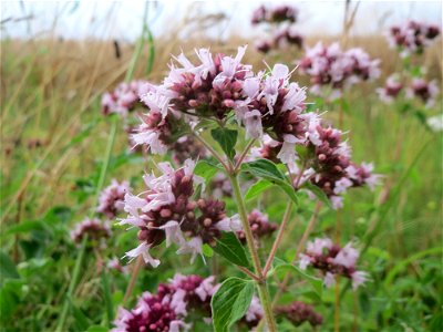 Oregano (Origanum vulgare) an der Elisabethenstraße bei Wiesbaden