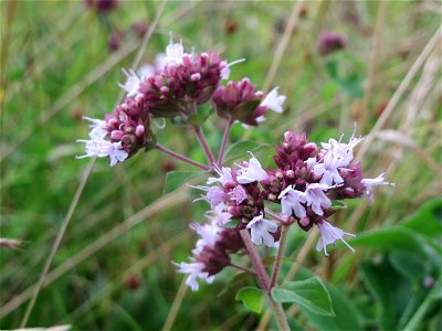 Oregano (Origanum vulgare) an der Elisabethenstraße bei Wiesbaden