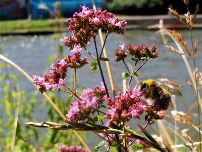 Oregano (Origanum vulgare) an der Saar in Saarbrücken