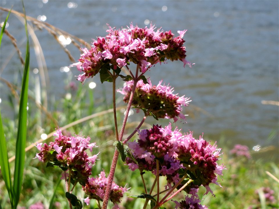 Oregano (Origanum vulgare) an der Saar in Saarbrücken