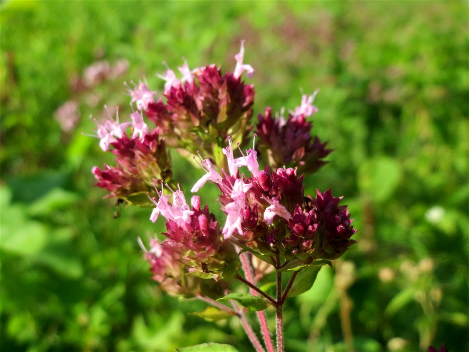 Oregano (Origanum vulgare) im Schwetzinger Hardt