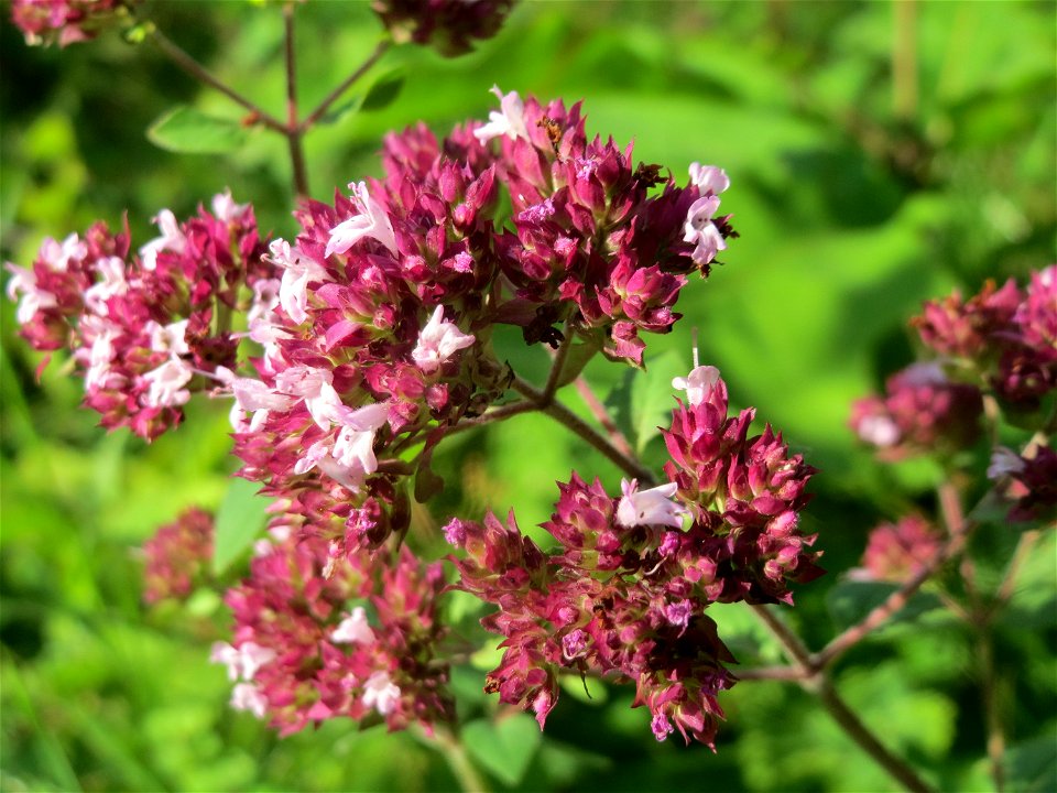 Oregano (Origanum vulgare) im Schwetzinger Hardt