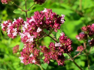 Oregano (Origanum vulgare) im Schwetzinger Hardt