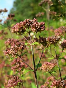 Oregano (Origanum vulgare) im Schwetzinger Hardt