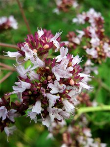 Oregano (Origanum vulgare) im Schwetzinger Hardt - eine Hummel- und Schmetterlingsweide
