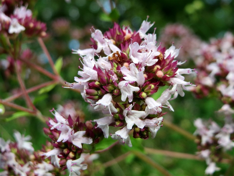 Oregano (Origanum vulgare) im Schwetzinger Hardt - eine Hummel- und Schmetterlingsweide