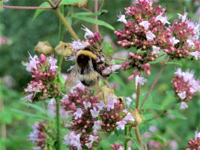 Oregano (Origanum vulgare) im Schwetzinger Hardt - eine Hummel- und Schmetterlingsweide