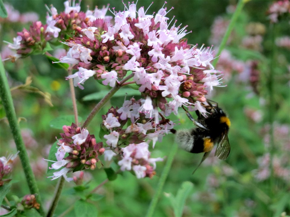 Oregano (Origanum vulgare) im Schwetzinger Hardt - eine Hummel- und Schmetterlingsweide
