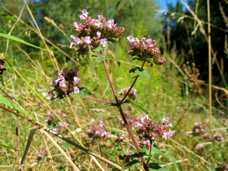 Oregano (Origanum vulgare) im Naturschutzgebiet "St. Arnualer Wiesen"
