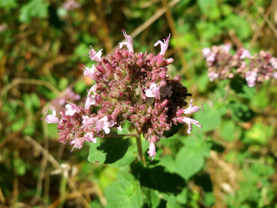 Oregano (Origanum vulgare) im Naturschutzgebiet "St. Arnualer Wiesen"