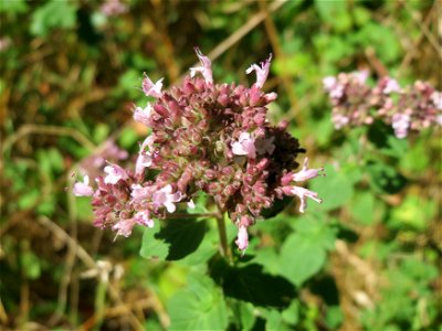 Oregano (Origanum vulgare) im Naturschutzgebiet "St. Arnualer Wiesen"