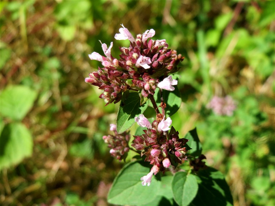 Oregano (Origanum vulgare) im Naturschutzgebiet "St. Arnualer Wiesen"
