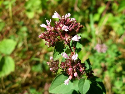 Oregano (Origanum vulgare) im Naturschutzgebiet "St. Arnualer Wiesen"