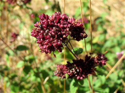 Oregano (Origanum vulgare) am Röhlberg bei Klingenmünster