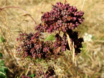 Oregano (Origanum vulgare) am Röhlberg bei Klingenmünster