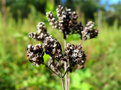 Oregano (Origanum vulgare) im Schwetzinger Hardt - an der Bahnstrecke Mannheim-Karlsruhe findet sich ein kleines Sandmagerrasen-Biotop mit typischer Binnendünen-Vegetation