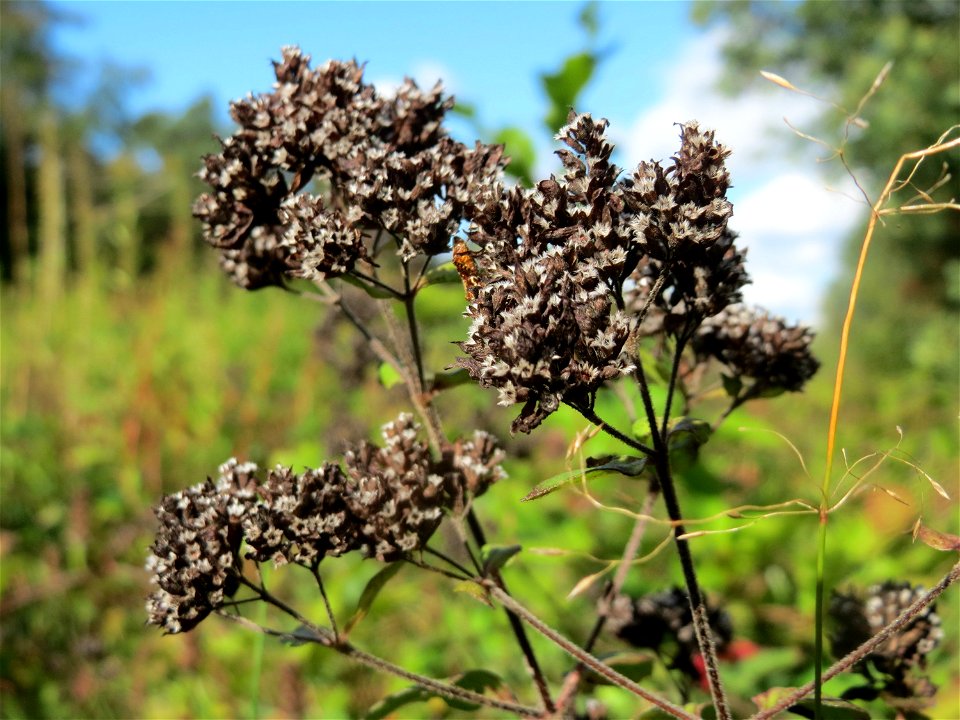 Oregano (Origanum vulgare) im Schwetzinger Hardt - an der Bahnstrecke Mannheim-Karlsruhe findet sich ein kleines Sandmagerrasen-Biotop mit typischer Binnendünen-Vegetation