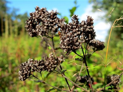 Oregano (Origanum vulgare) im Schwetzinger Hardt - an der Bahnstrecke Mannheim-Karlsruhe findet sich ein kleines Sandmagerrasen-Biotop mit typischer Binnendünen-Vegetation