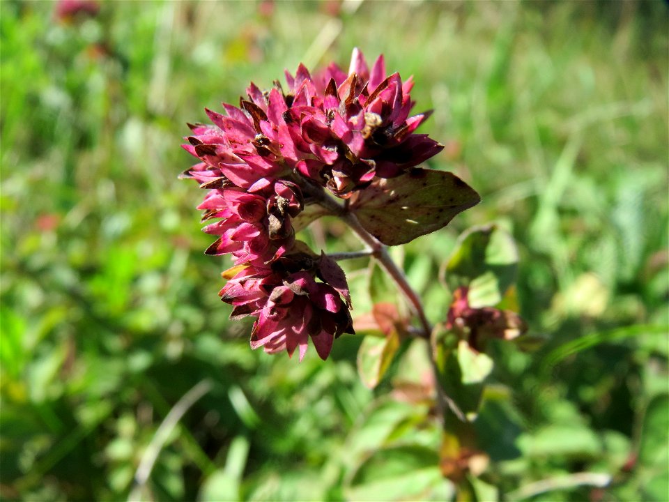 Oregano (Origanum vulgare) am Rand vom Naturschutzgebiet Wagbachniederung