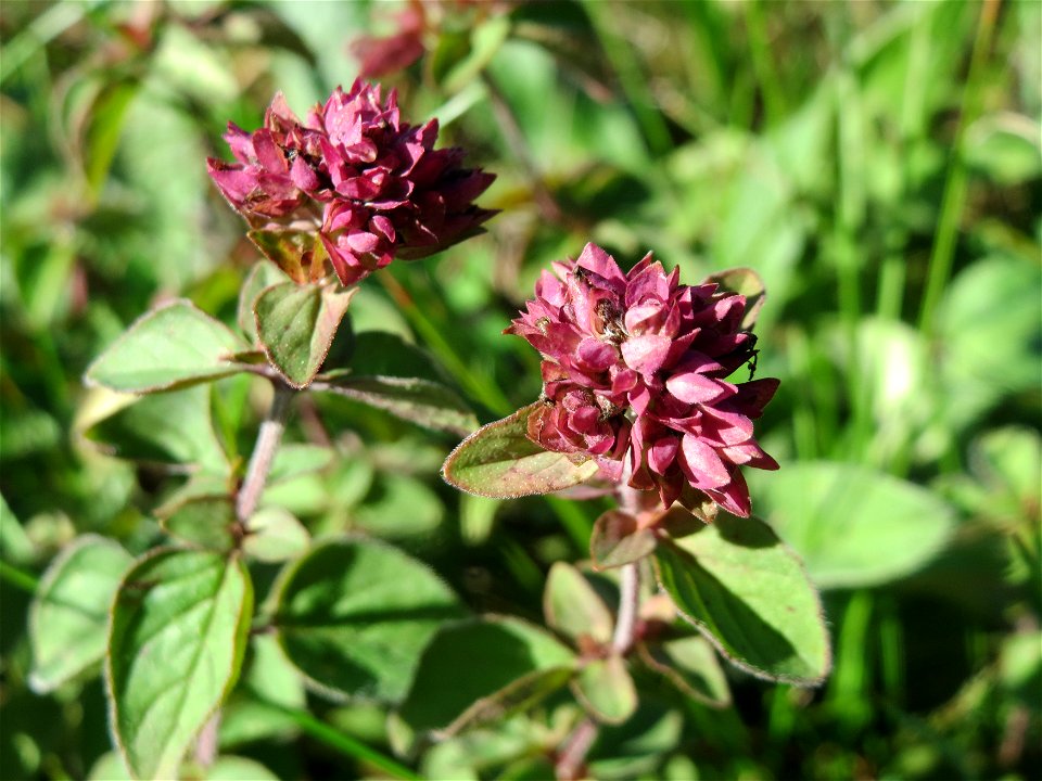 Oregano (Origanum vulgare) am Rand vom Naturschutzgebiet Wagbachniederung
