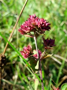 Oregano (Origanum vulgare) am Rand vom Naturschutzgebiet Wagbachniederung
