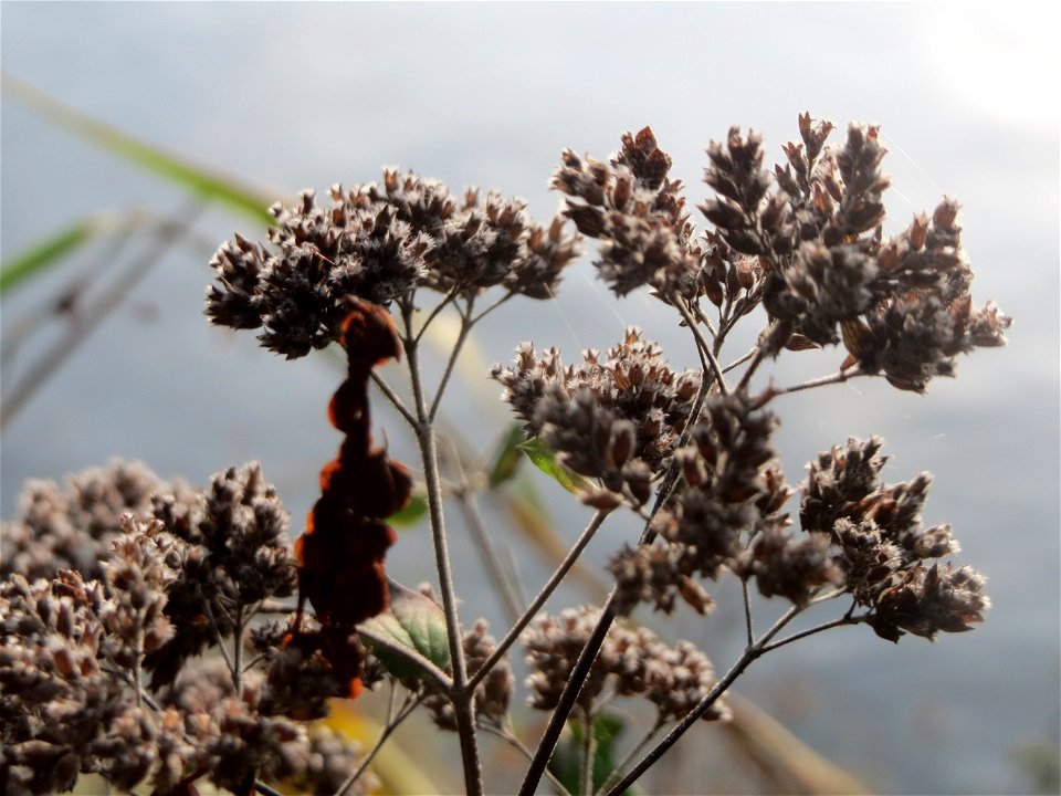 Oregano (Origanum vulgare) an der Saar in Saarbrücken