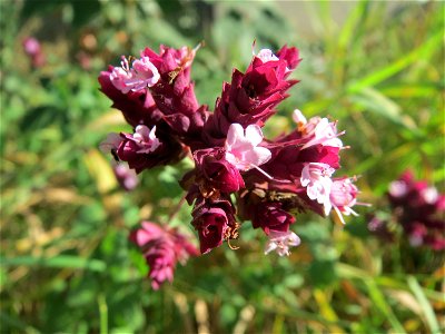 Oregano (Origanum vulgare) in St. Ingbert