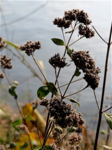 Oregano (Origanum vulgare) an der Saar in Saarbrücken